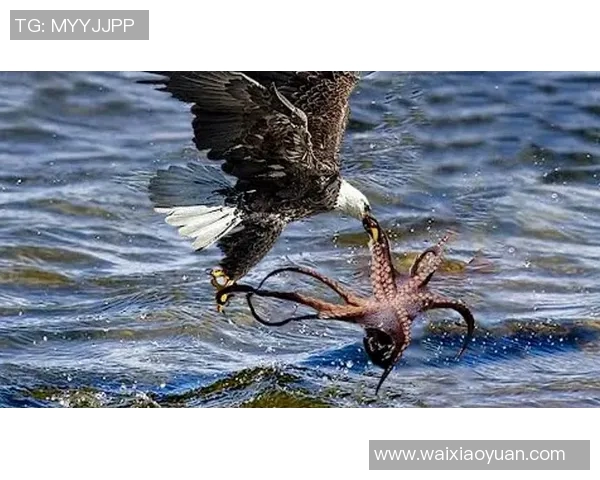 镜头捕捉：国王赛场小动作引发热议